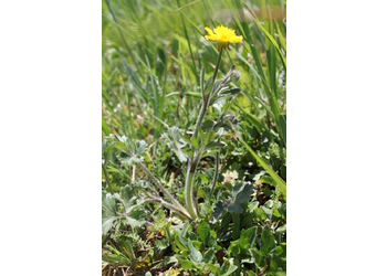 Knolliger Hahnenfuß (Ranunculus bulbosus) - © Philipp Sengl